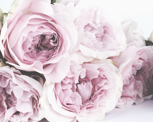 Roses File B Poster Print by Leah Straatsma # LSRC084