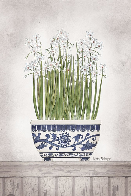Blue and White Paperwhites II  Poster Print by Linda Spivey # LS1788
