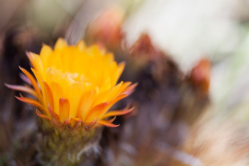 Wild Flowers II Poster Print by Lily Mourier # LM033A