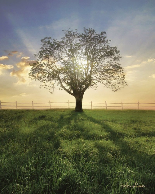 Morning Shadows   Poster Print by Lori Deiter # LD1659