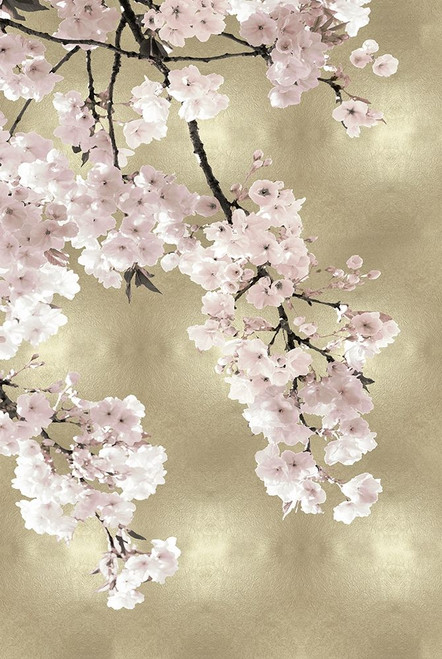 Pink Blossoms on Gold I Poster Print by Kate Bennett # KTB116637