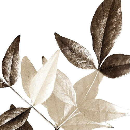 Chocolate Leaves 2 Poster Print by Kimberly Allen # KASQ2120B