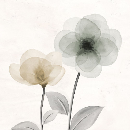 Open Bloom 2 Poster Print by Kimberly Allen # KASQ2119B