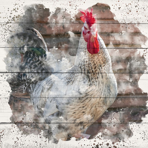 Rooster 2 Poster Print by Kimberly Allen # KASQ2052B