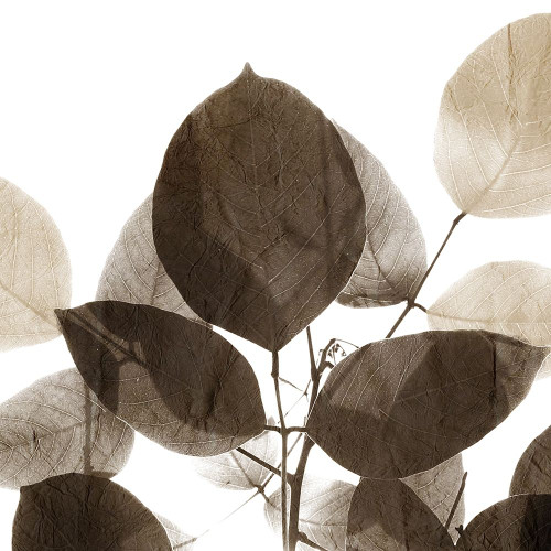 Chocolate Leaves 1 Poster Print by Kimberly Allen # KASQ2120A