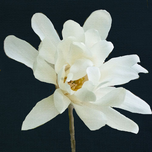 Magnolia 3 Poster Print by Kimberly Allen # KASQ2077C