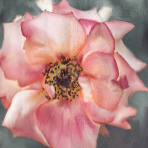 Dusty Rose Poster Print by Kimberly Allen # KASQ2012