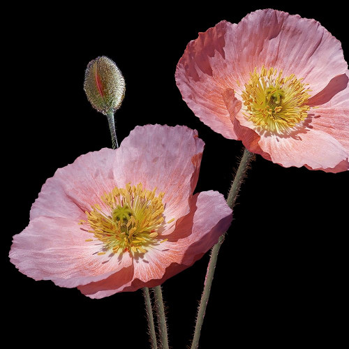 Be Still 2 Poster Print by Allen Kimberly # KASQ1905A