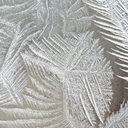 Frosted Fern 1 Poster Print by Allen Kimberly # KASQ1821A