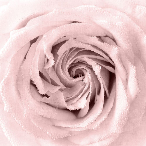 Rose Center 1 Poster Print by Allen Kimberly # KASQ1758A