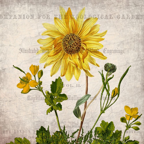 Vintage Floral 2 Poster Print by Allen Kimberly # KASQ1675B