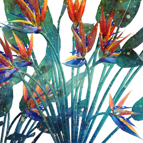 Tropic Flower 1 Poster Print by Allen Kimberly # KASQ1676A
