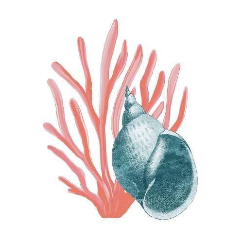 Coral Coastal 4 Poster Print by Allen Kimberly # KASQ1654C