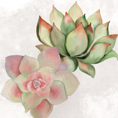 Succulent Summer 2 Poster Print by Allen Kimberly # KASQ1630B