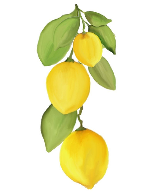 Fresh Lemons 4 Poster Print by Allen Kimberly # KARC1925C