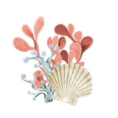 Coral Coastal 5 Poster Print by Allen Kimberly # KASQ1654D