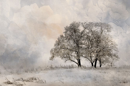 Winter Frost 2 Poster Print by Kimberly Allen # KARC1870B