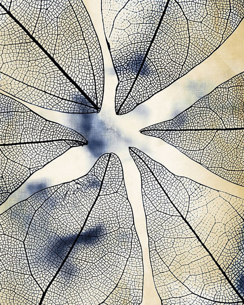 Transparent Leaves 1 Poster Print by Allen Kimberly # KARC1833A