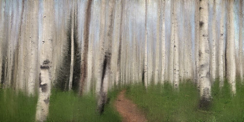 Path through the Aspens Poster Print by Kimberly Allen # KARN353