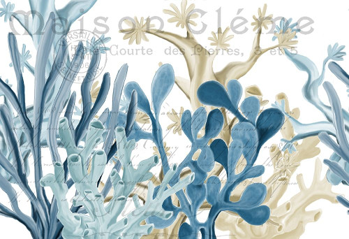 Coastal Coral 1 Poster Print by Allen Kimberly # KARC1696A