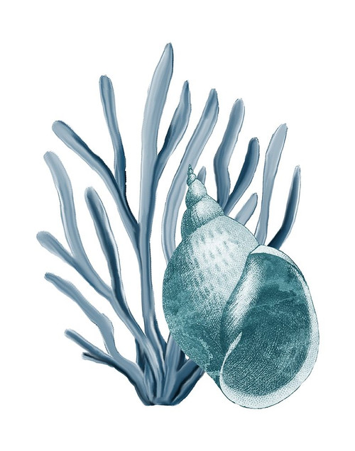 Coastal Coral 4 Poster Print by Allen Kimberly # KARC1746C