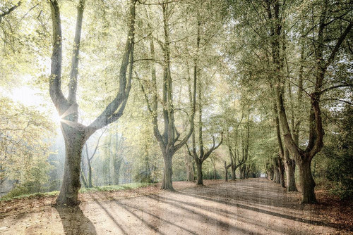 Sunlight Streams Poster Print by Allen Kimberly # KARC1727