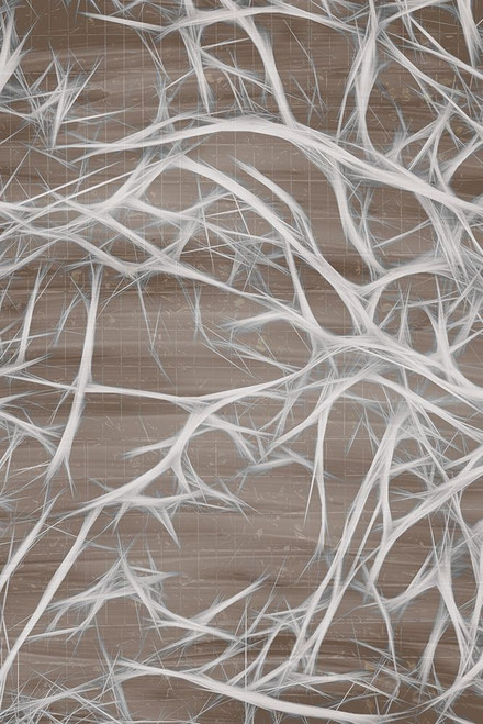 Branching 1 Poster Print by Allen Kimberly # KARC2134A