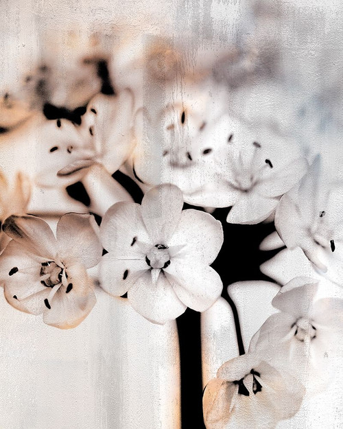 Leek Blossoms 1 Poster Print by Kimberly Allen # KARC2068A