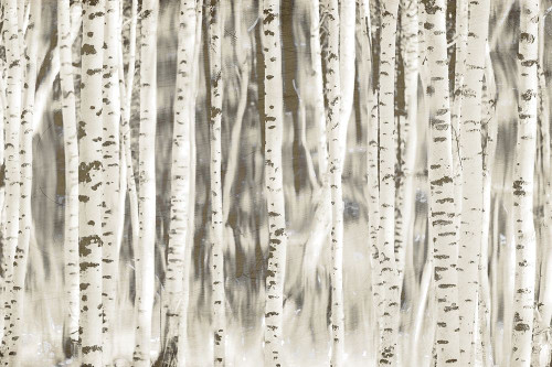 Birches Poster Print by Kimberly Allen # KARC2129A