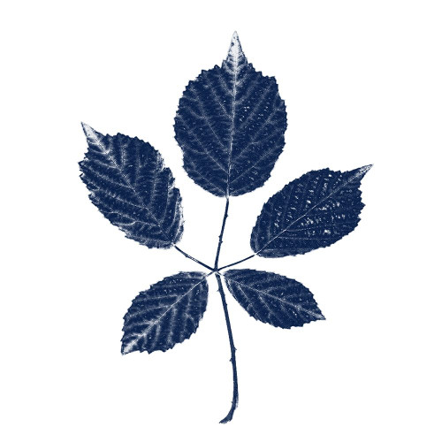 Play On Blue 2 Poster Print by Jamie Phillip # JS98A