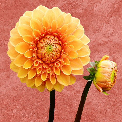 Morning Glory Poster Print by Jamie Phillip # JS9A