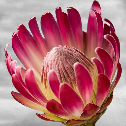 Floral Poetry Poster Print by Jamie Phillip # JS193