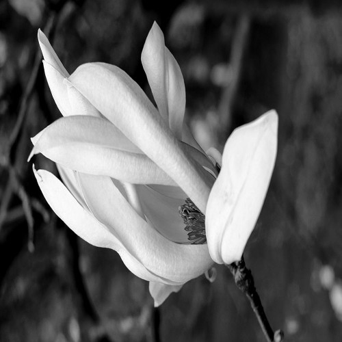 Morning Glory Poster Print by Jamie Phillip # JS161