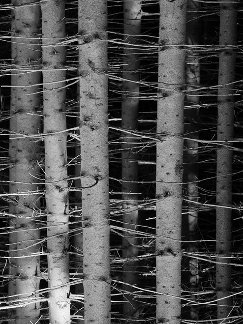 Dark Woods Poster Print by Jamie Phillip # JRV68A