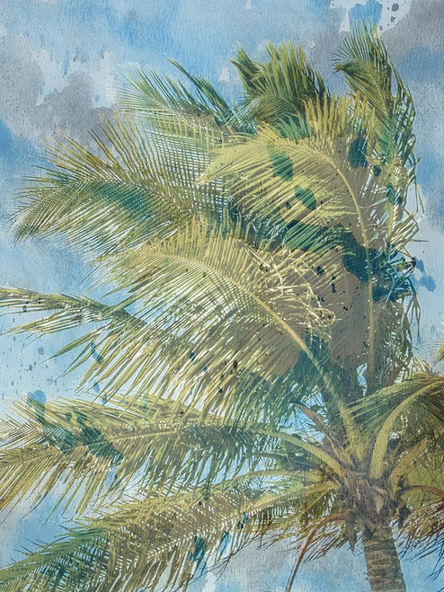 Palm  Tree Poster Print by Jamie Phillip # JRV279A