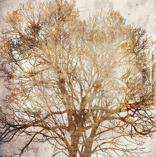 Memory Tree Poster Print by Jamie Phillip # JS61A