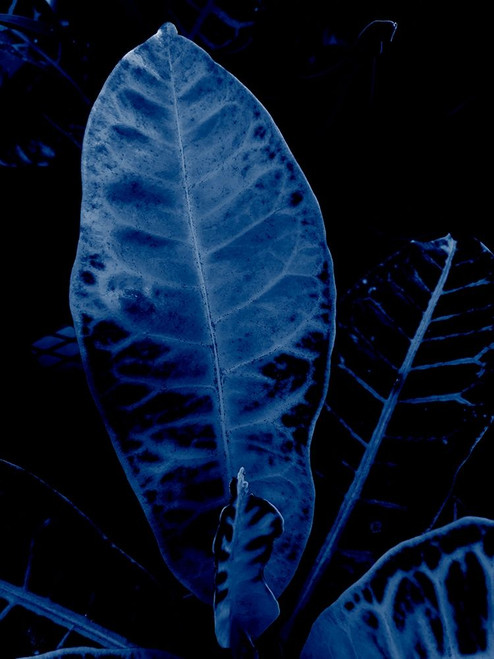 Tropical 2 Poster Print by Jamie Phillip # JRV252B