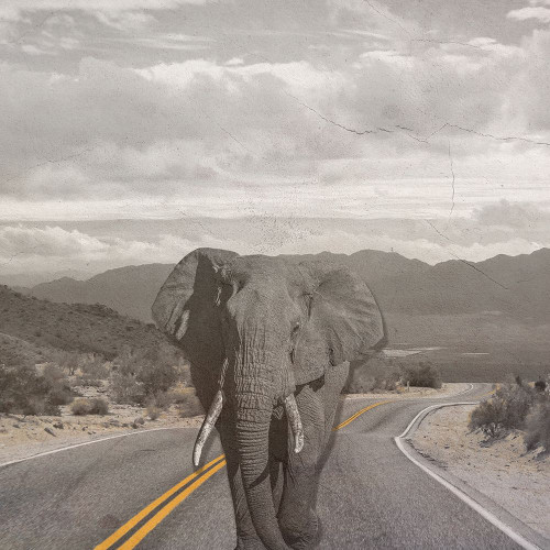 Safari Street Poster Print by Jamie Phillip # JS410A