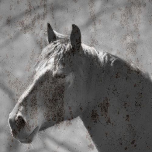 White Horse Poster Print by Jamie Phillip # JS414A