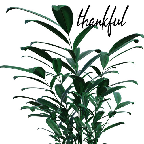 Thankful Poster Print by Jamie Phillip # JS417A