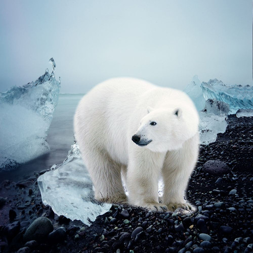 Polar Bear Poster Print by Jamie Phillip # JS322A