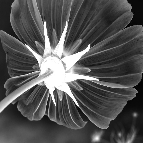 Unbrella Leaf Poster Print by Jamie Phillip # JS336A