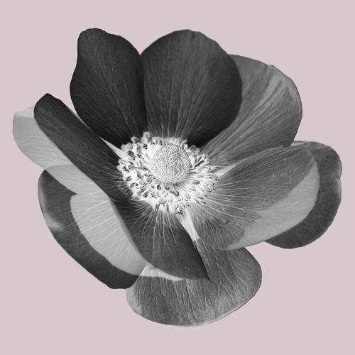 My Heart Poster Print by Jamie Phillip # JS339A