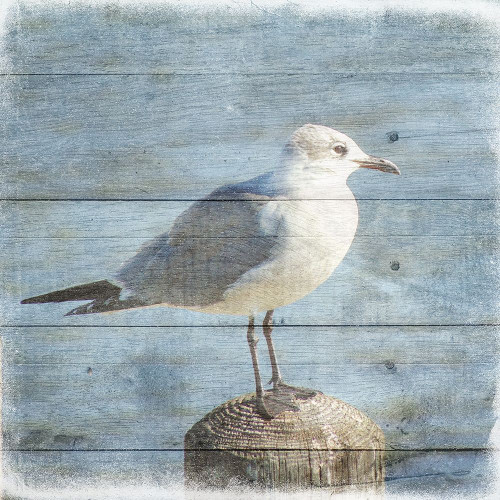 Marquis Bay 3 Poster Print by Jamie Phillip # JS34C