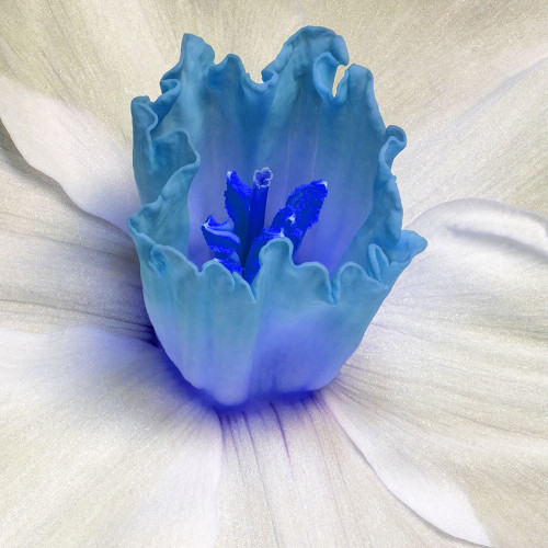 Floral Bud Poster Print by Jamie Phillip # JS292A