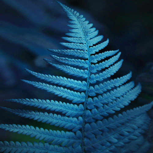 Caribbean Night Poster Print by Jamie Phillip # JS244A