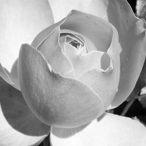 Misty Morning Rose Poster Print by Jamie Phillip # JS232A