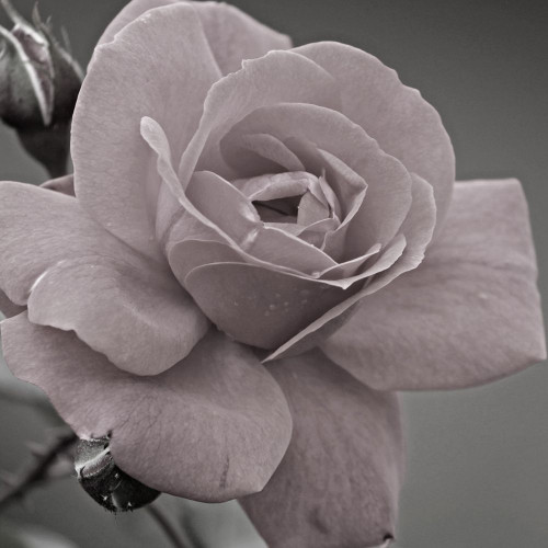 Morning Rose 2 Poster Print by Jamie Phillip # JS233B