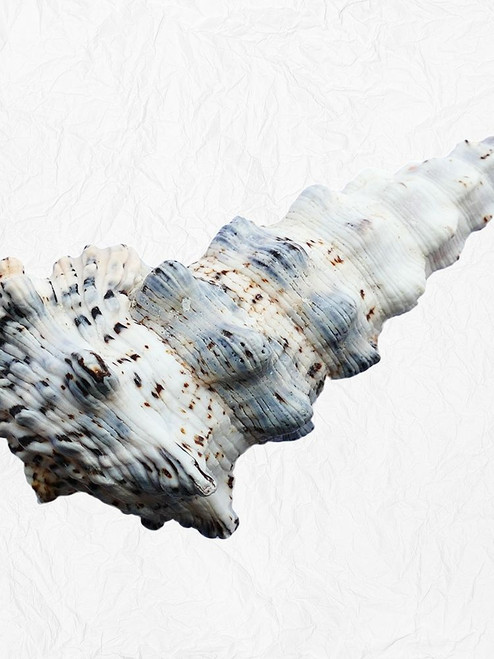 Special Shell 3 Poster Print by Jamie Phillip # JRV140C