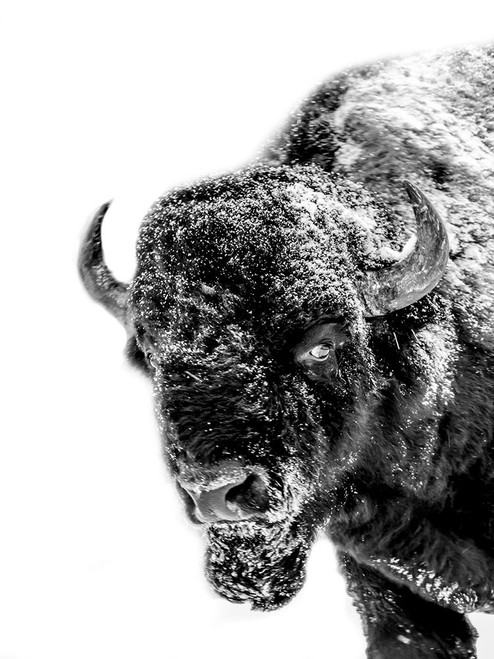 Snow Motion 2 Poster Print by Jamie Phillip # JRV152B